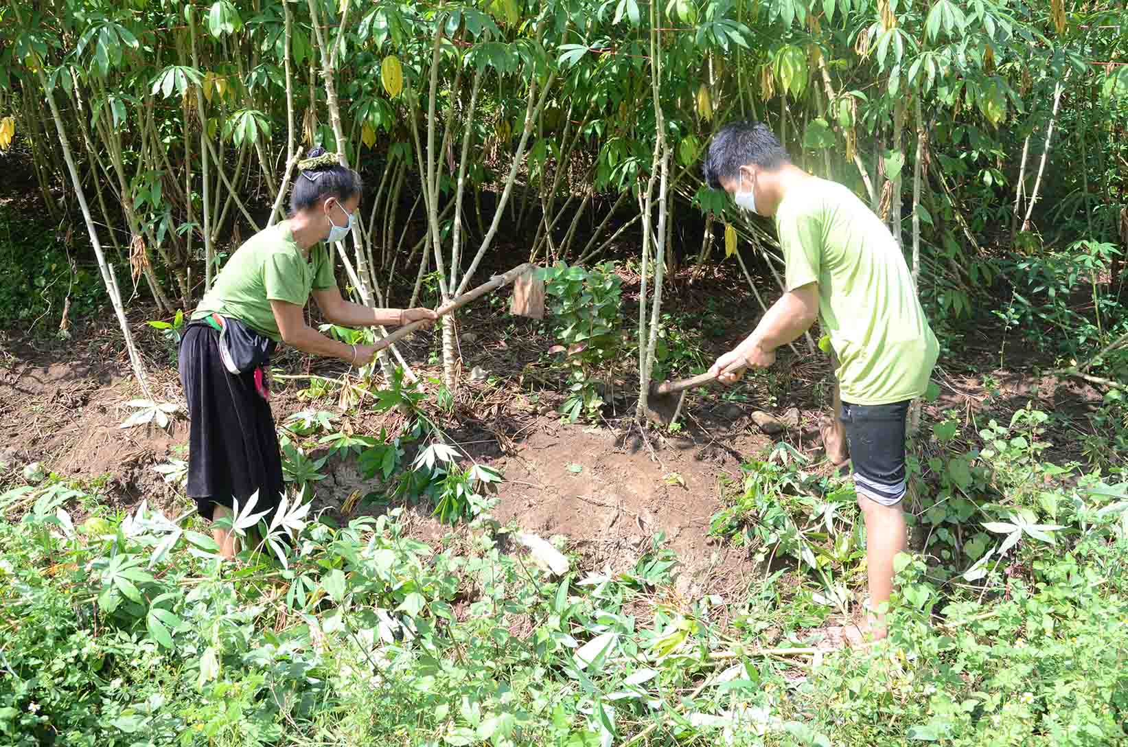 Mở rộng diện tich trồng sắn giúp người dân Nậm Hăn có thêm thu nhập. ảnh: dân bản Pá Hăn (Nậm Hăn, Sìn Hồ) chăm sóc sắn thương phẩm. Mở rộng diện tich trồng sắn giúp người dân Nậm Hăn có thêm thu nhập. ảnh: dân bản Pá Hăn (Nậm Hăn, Sìn Hồ) chăm sóc sắn thương phẩm.