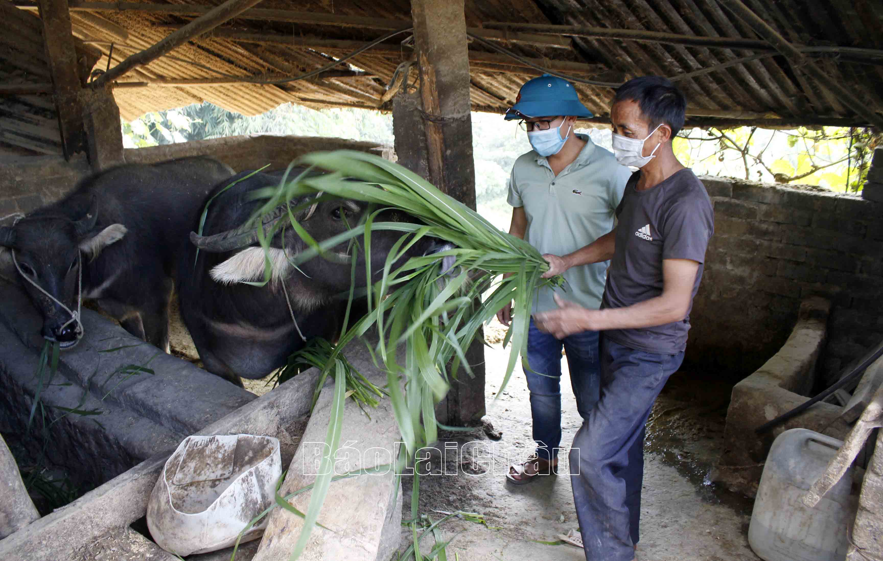Người dân xã Tung Qua Lìn (huyện Phong Thổ) chăm sóc đàn trâu. 