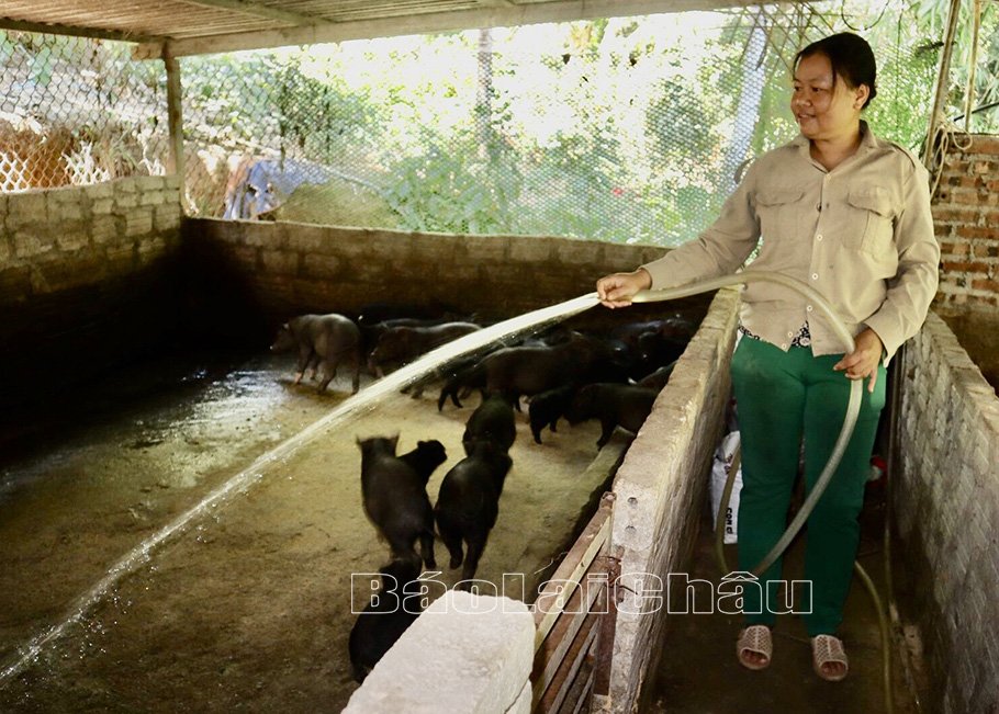 Người dân bản Chang, xã Lê Lợi (huyện Nậm Nhùn) có thu nhập ổn định nhờ chăm sóc đàn lợn theo hướng hàng hoá. Người dân bản Chang, xã Lê Lợi (huyện Nậm Nhùn) có thu nhập ổn định nhờ chăm sóc đàn lợn theo hướng hàng hoá.