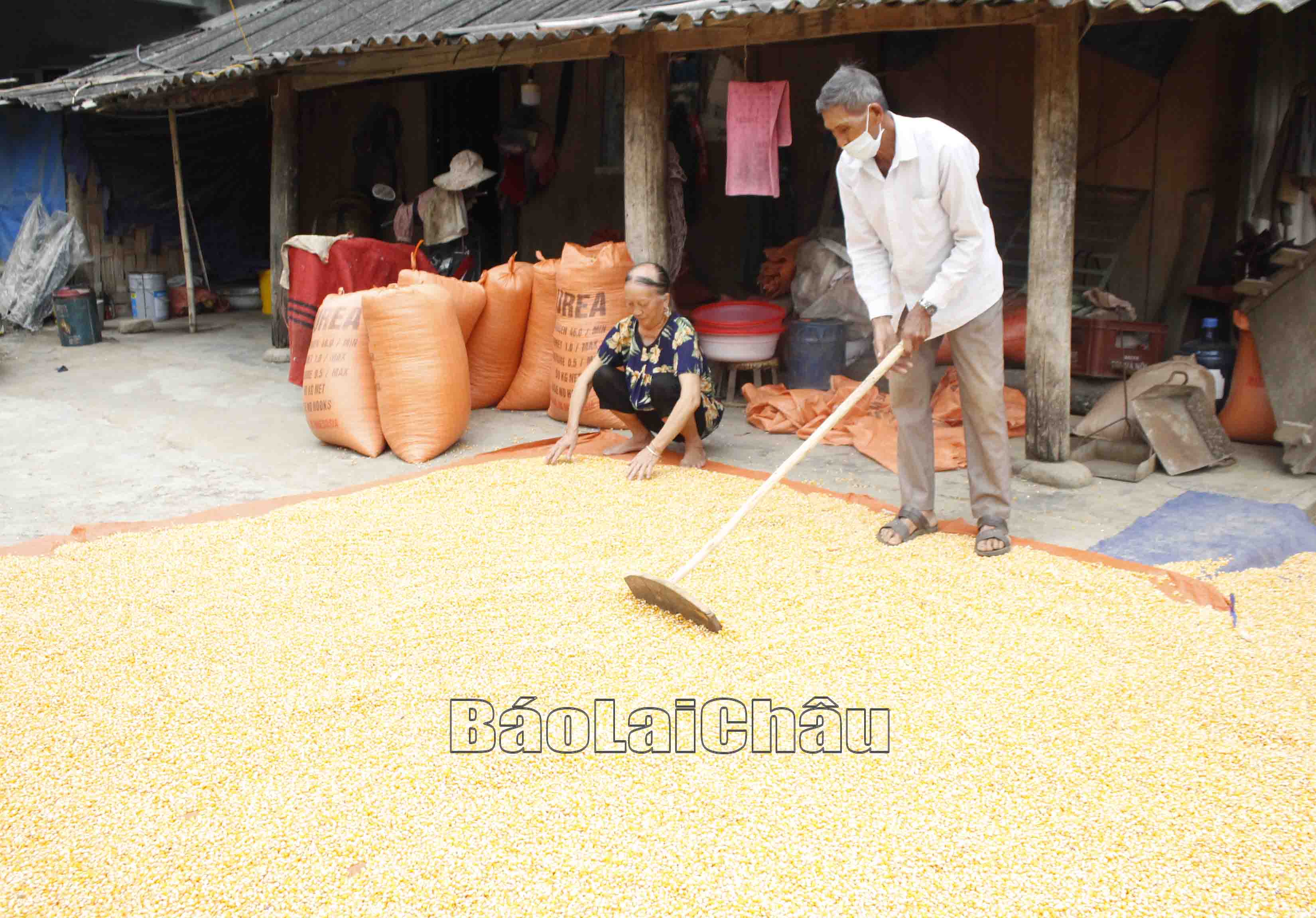 Nhờ áp dụng tiến bộ khoa học kỹ thuật, người dân bản Hùng Pèng, xã Ma Li Pho (huyện Phong Thổ) được mùa ngô. 