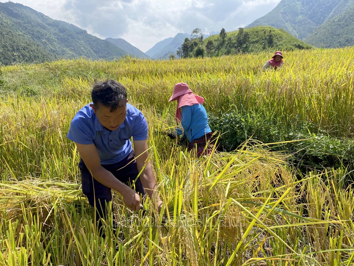 Ngoài tập trung phát triển kinh tế, các đảng viên Xã Sơn Bình, huyện Tam Đường) thường xuyên giúp bà con gặt lúa, thu hoạch nông sản.