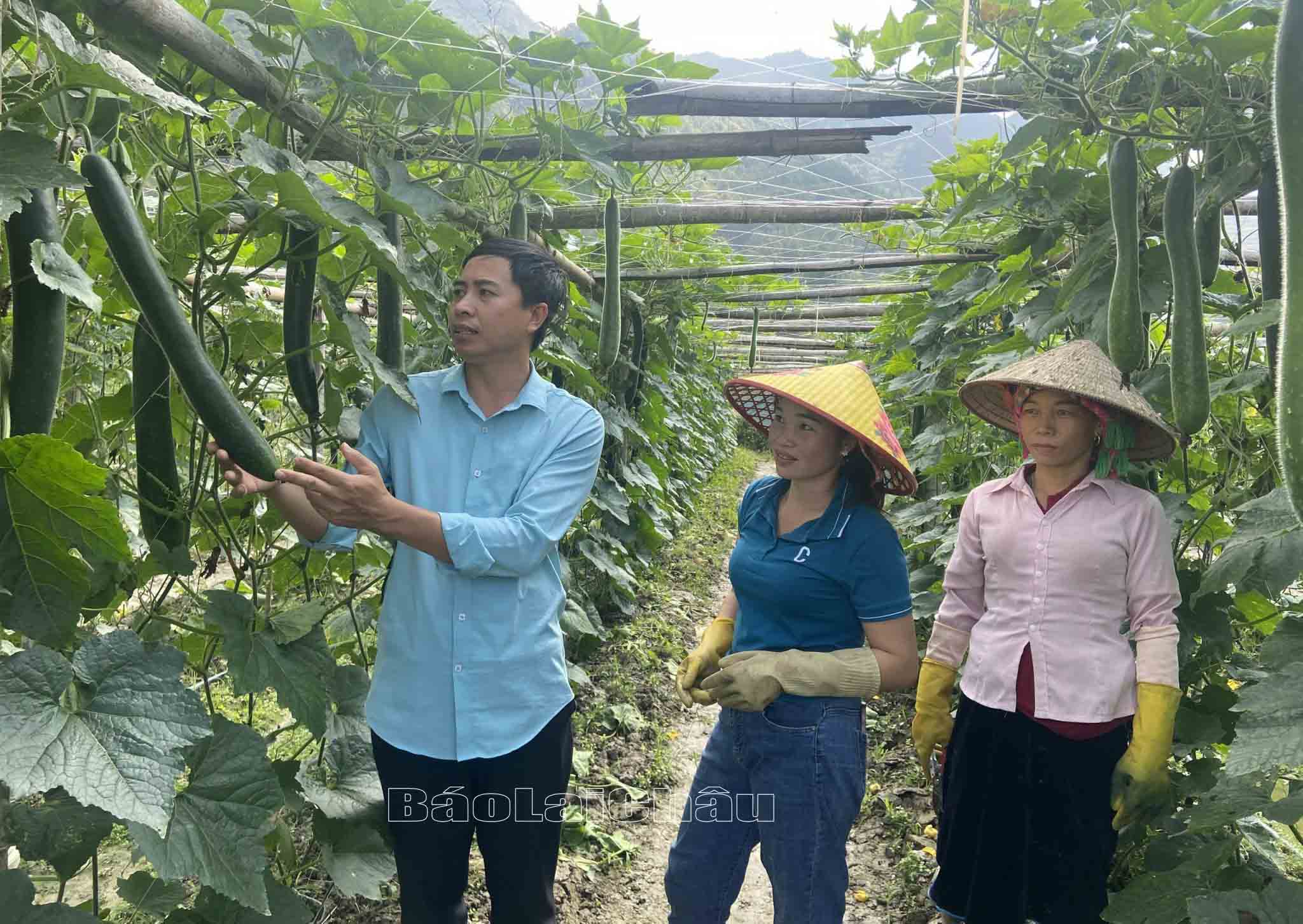 Cán bộ xã Mường Than (huyện Than Uyên) hướng dẫn bà con chăm sóc bí xanh. 