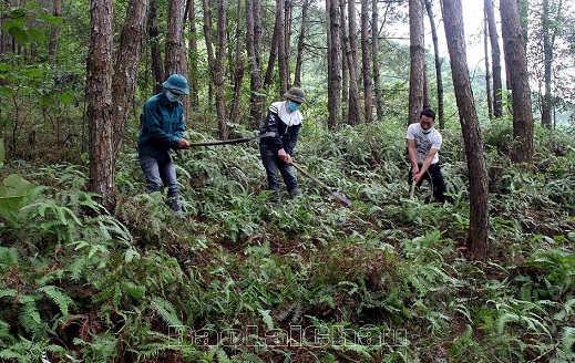 Lợi ích từ chính sách chi trả dịch vụ môi trường rừng