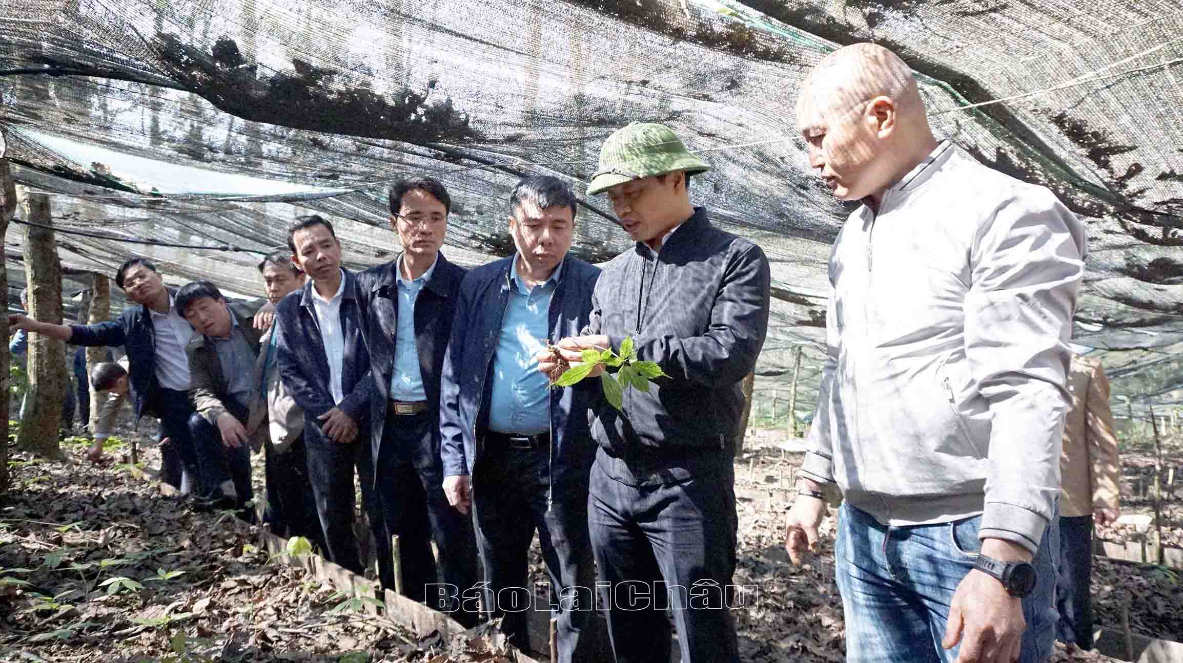 Huyện Sìn Hồ khai thác nguồn lực, thu hút đầu tư phát triển dược liệu, đặc biệt là sâm Lai Châu