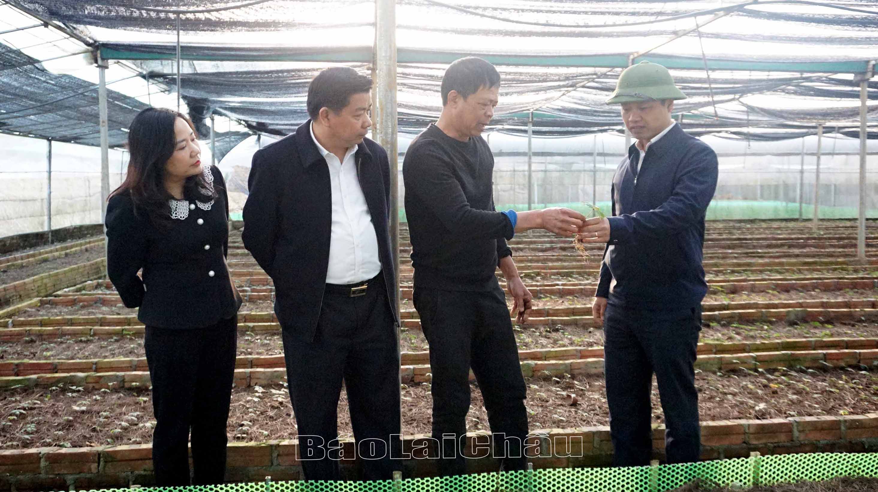Chủ tịch UBND Trần Tiến Dũng thăm vùng trồng sâm của Công ty phát triển công nghệ cao.