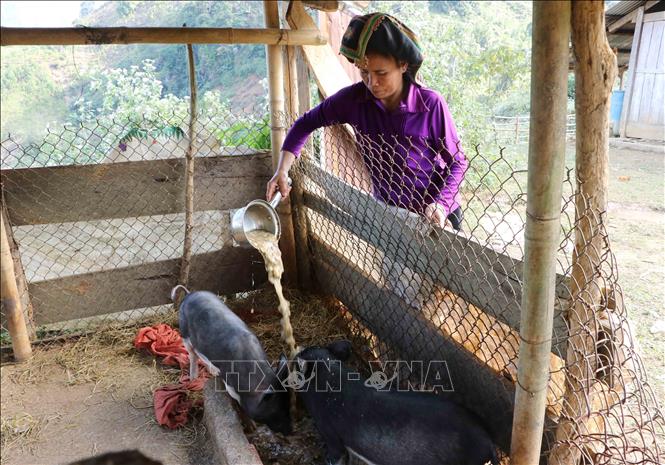 Bà con vùng tái định cư bản Xám Láng, xã Nậm Khao, huyện Mường Tè tăng gia sản xuất, chăn nuôi, ổn định cuộc sống gia đình. 
