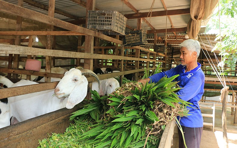 Chăn nuôi lợn theo chuỗi khép kín tại Hợp tác xã Chăn nuôi Hoàng Long (huyện Thanh Oai, Hà Nội).
