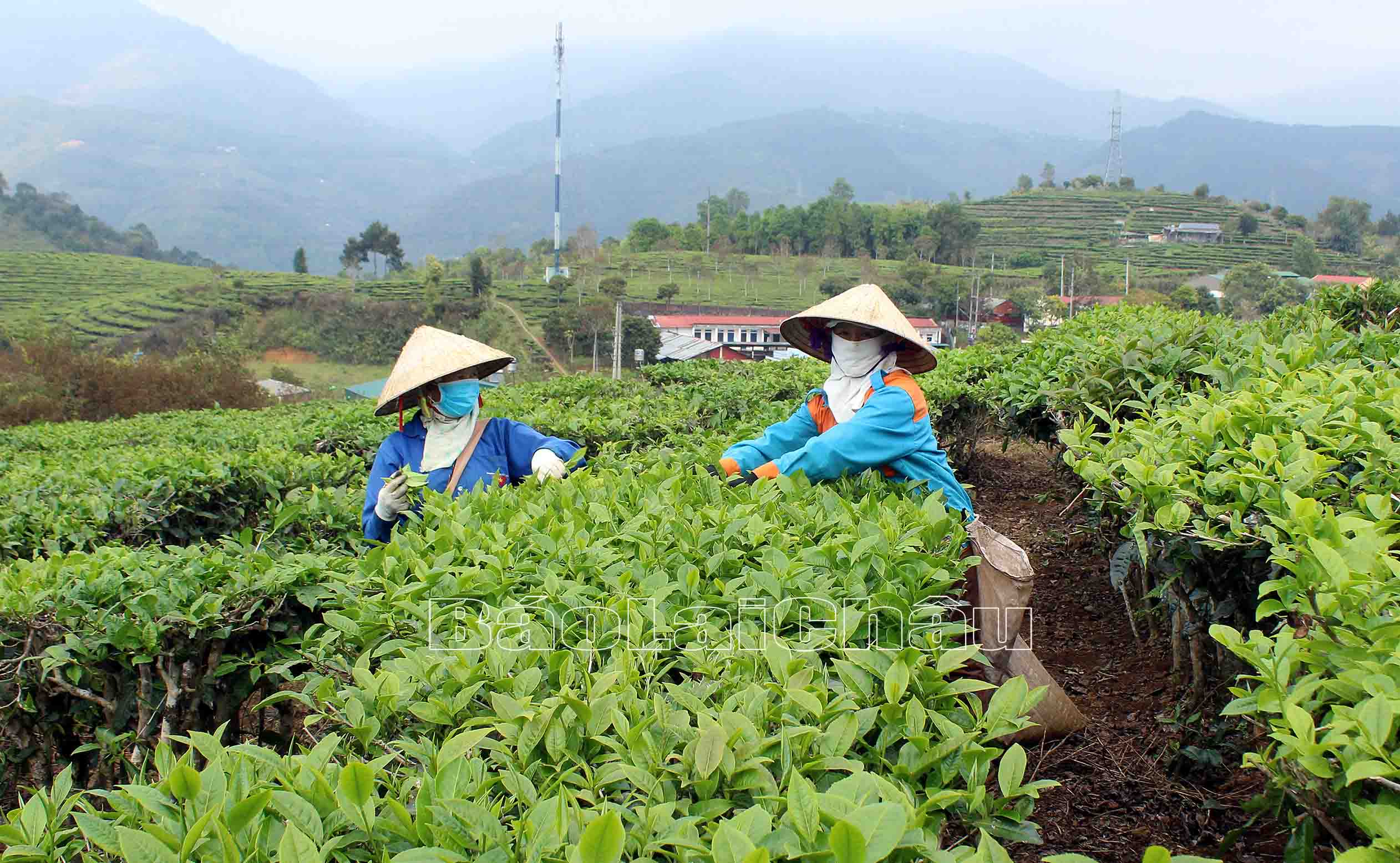 Nông dân thành phố Lai Châu thu hái chè xuân.
