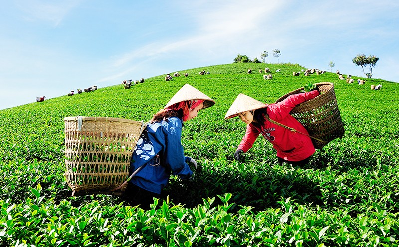 ÁNH TUYẾT, HỮU NGHĨA, THIÊN VƯƠNG