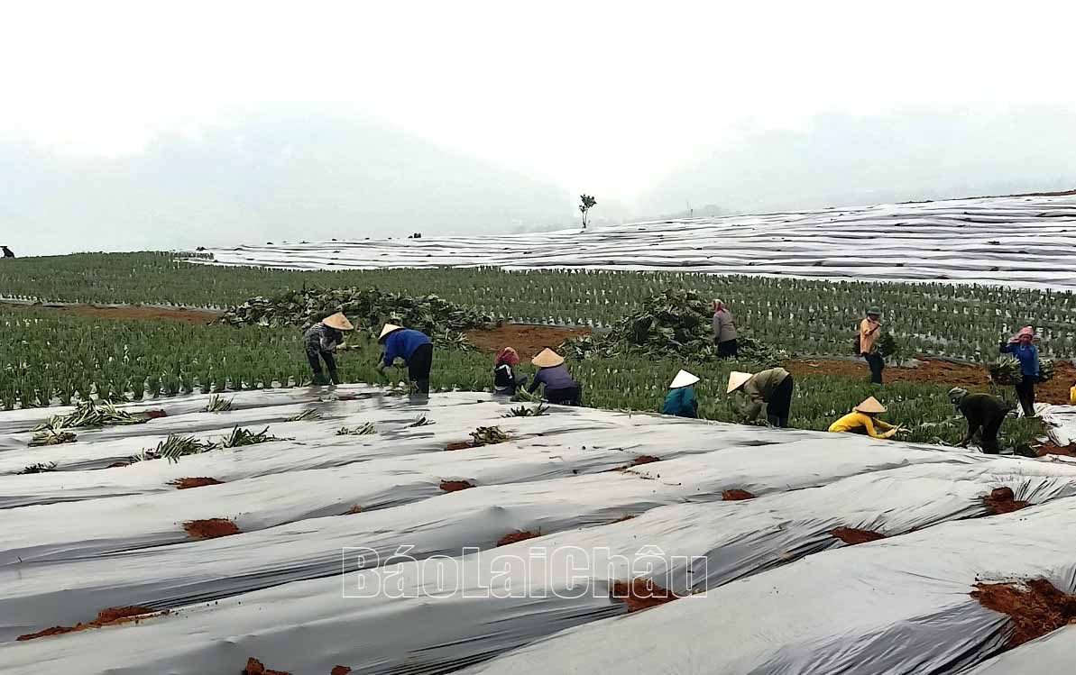Công ty Cổ phần Trà Than Uyên hoàn thành trồng 30ha dứa Queen