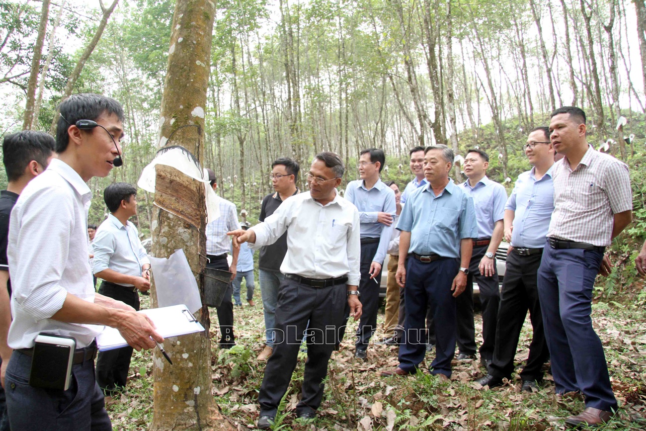 Đoàn thăm quan vườn cây cao su tại xã Lùng Thàng, huyện Sìn Hồ.
