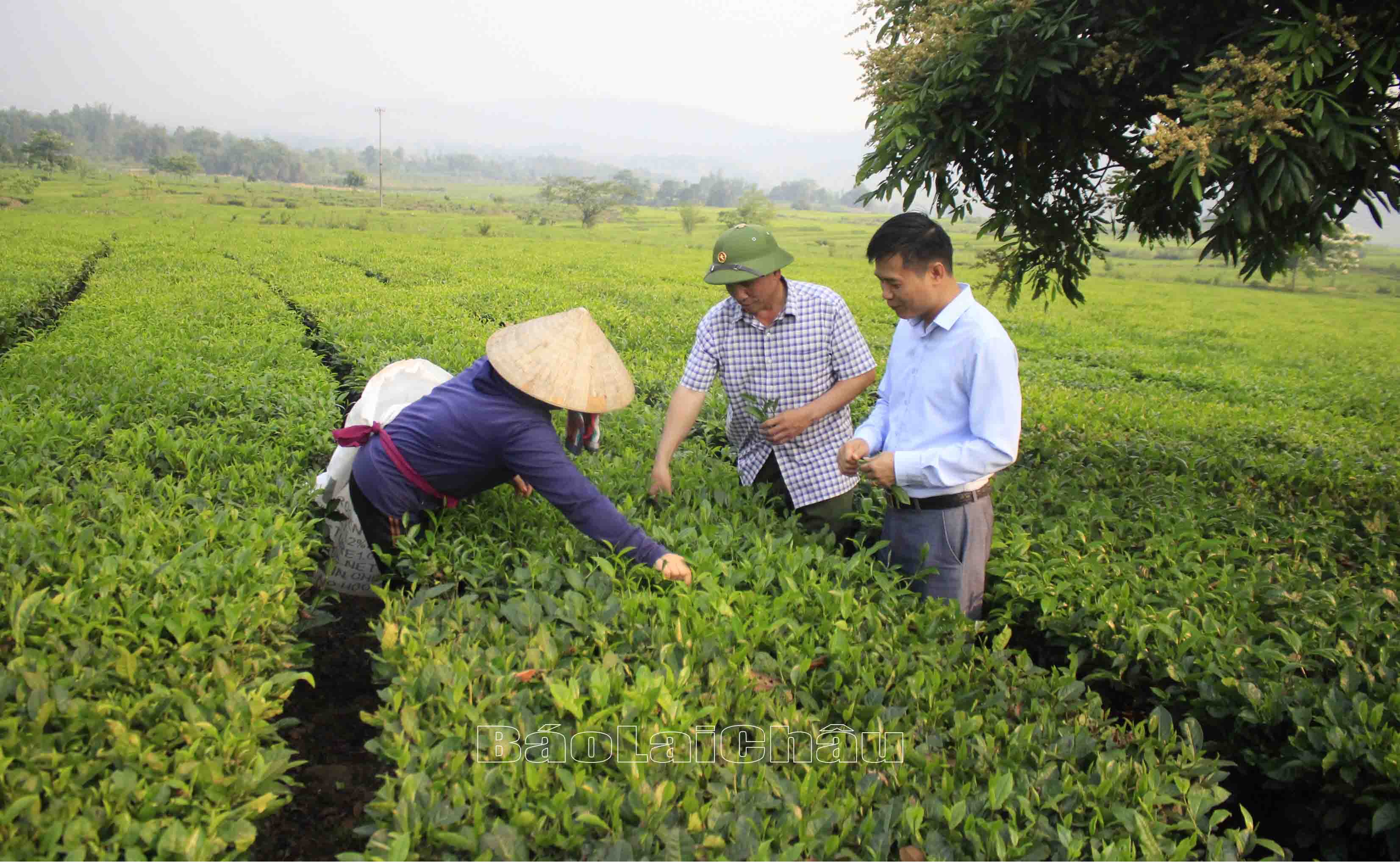 Nông dân Tân Uyên vượt khó làm giàu