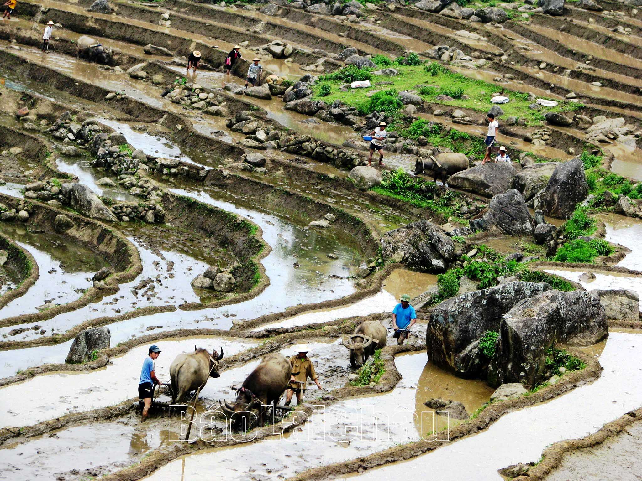 Không chịu khuất phục nghịch cảnh, nông dân Lai Châu vẫn miệt mài vươn lên, bám trụ đồng ruộng, làm ra thóc lúa đảm bảo cuộc sống.