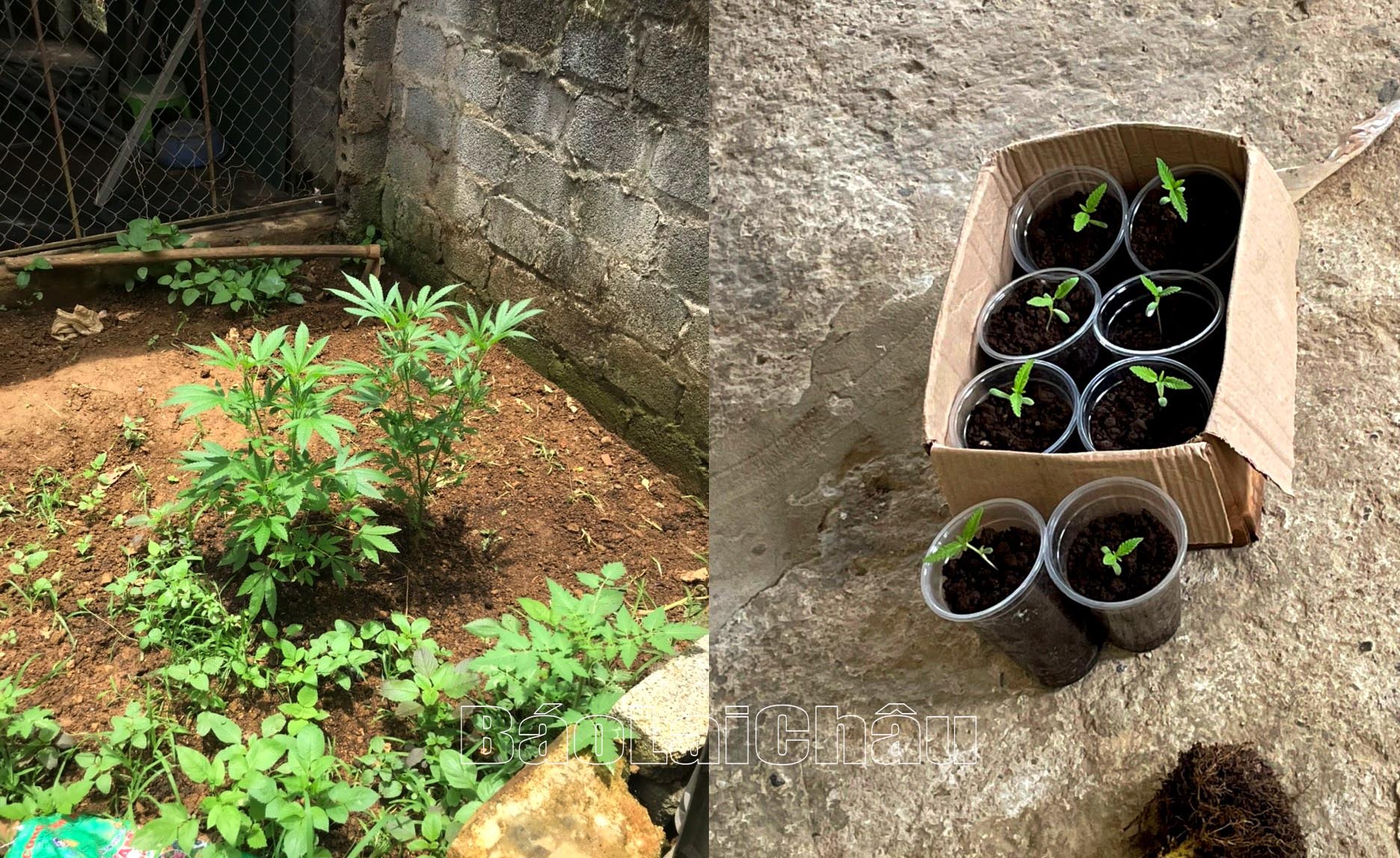 Cần sa được đối tượng Sơn gieo ươm thử nghiệm, nếu thành công sẽ trồng để bán cho đối tượng nghiện ma túy. Cần sa được đối tượng Sơn gieo ươm thử nghiệm, nếu thành công sẽ trồng để bán cho đối tượng nghiện ma túy.