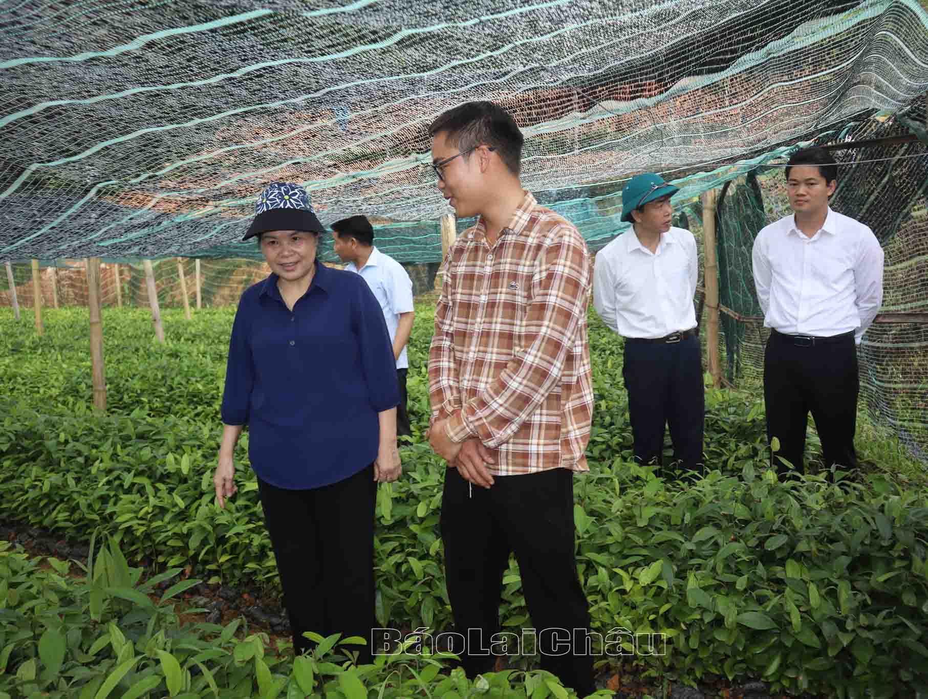 đoàn thăm vườn ươm quế đoàn thăm vườn ươm quế