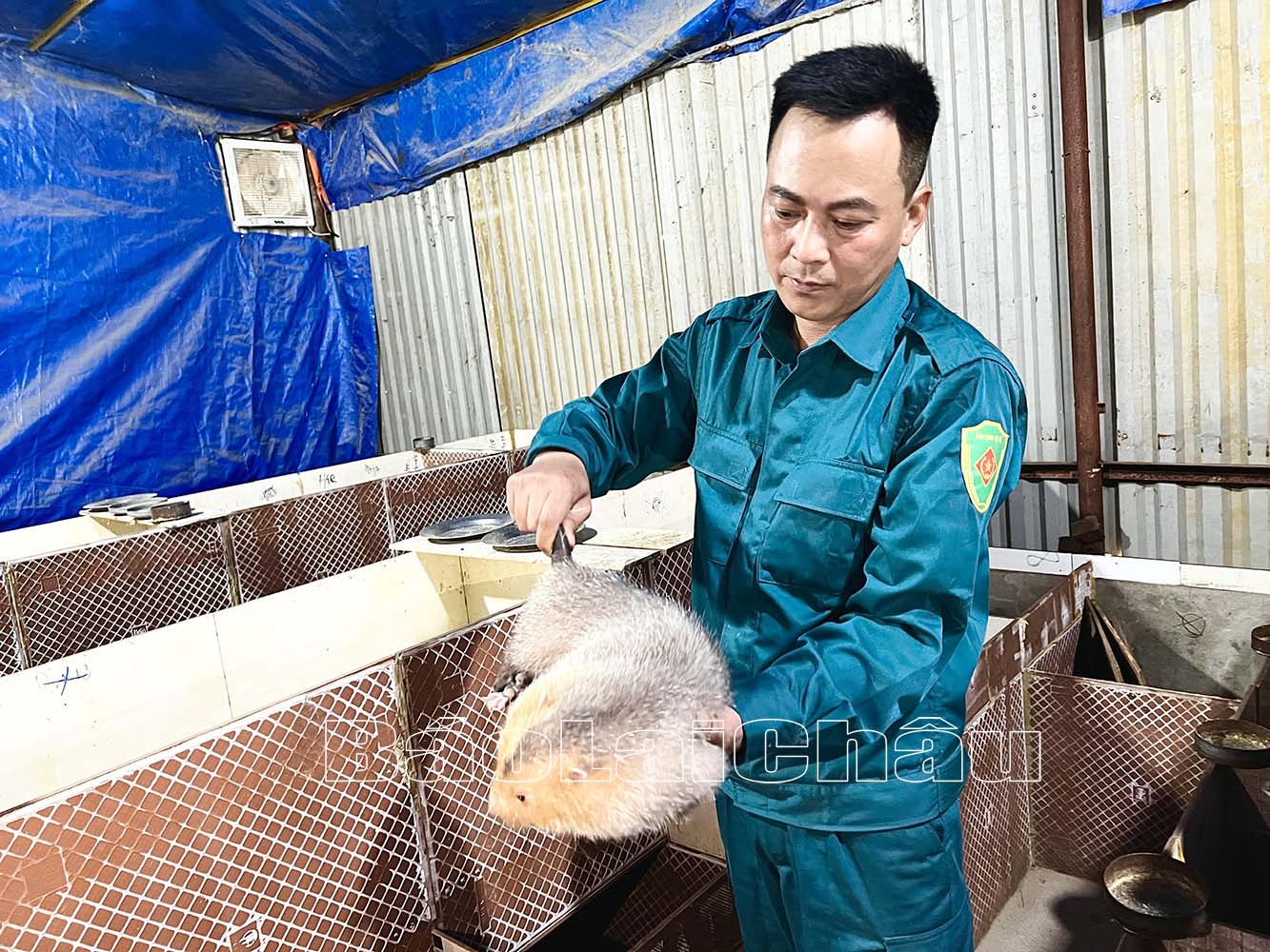 Anh Thái kiểm tra sự sinh trưởng và phát triển đàn dúi của gia đình.