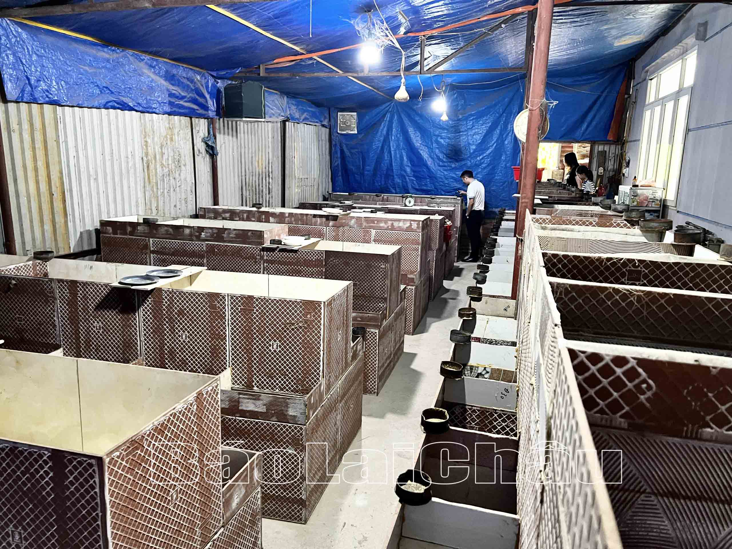 Chuồng nuôi được thiết kế đơn giản, không tốn diện tích