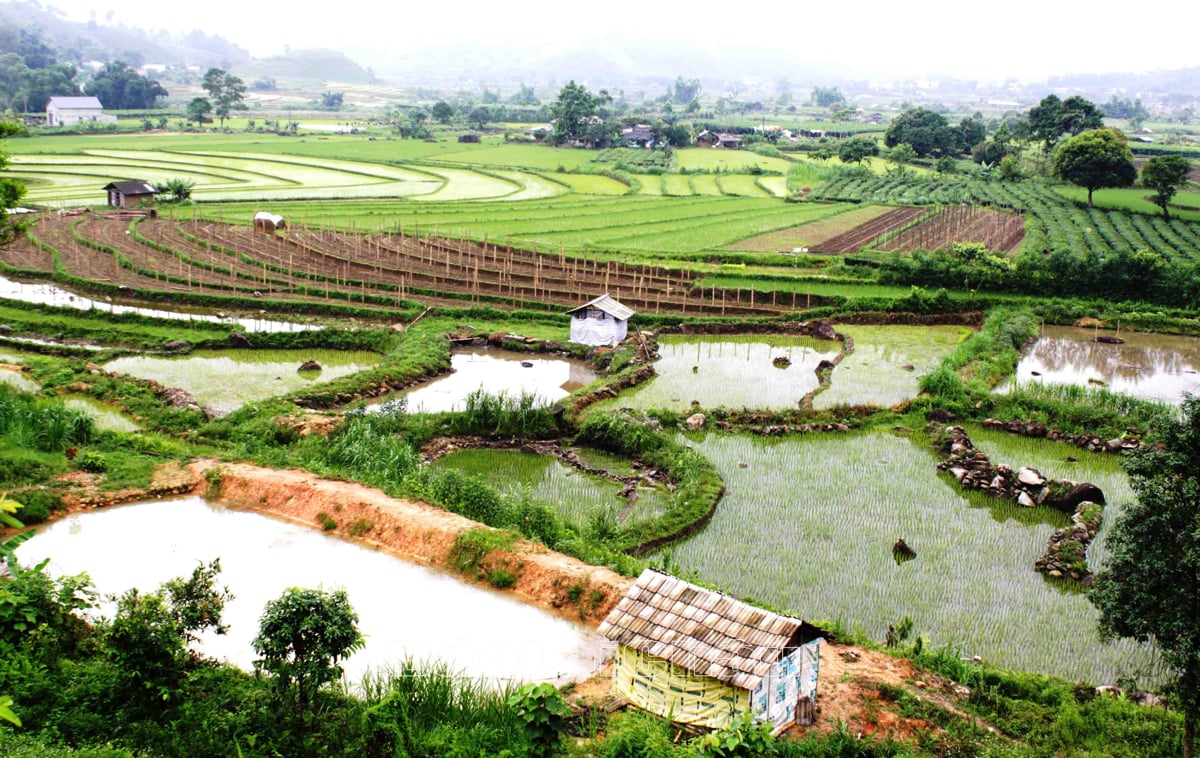 Khi doanh nghiệp “bắt tay” nông dân