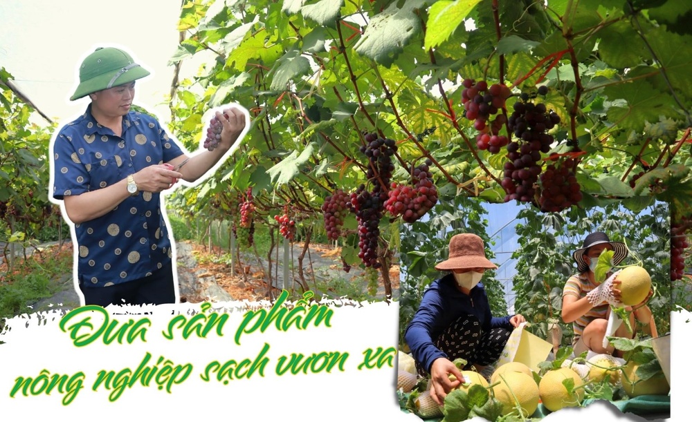 Bài 2: Đưa sản phẩm nông nghiệp sạch vươn xa