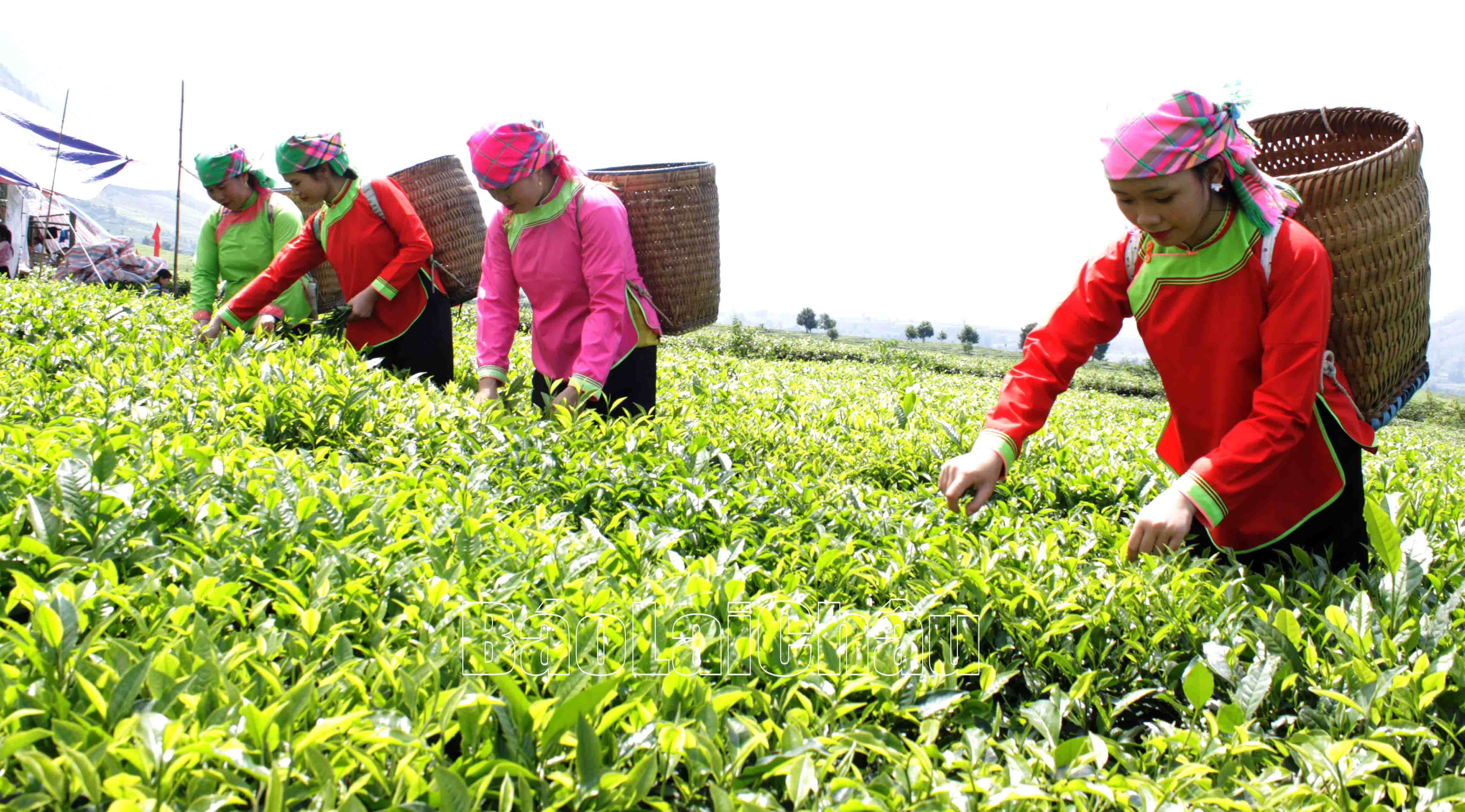 Ngày hội là dịp để Phúc Khoa quảng bá vẻ đẹp của đồi chè và các sản phẩm chè tại đây.