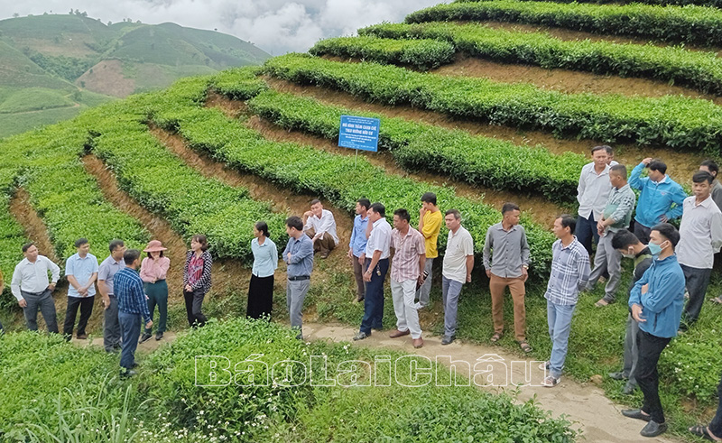 Hội thảo đầu bờ mô hình thâm canh cây chè theo hướng hữu cơ, liên kết chuỗi giá trị tại một số tỉnh phía Bắc