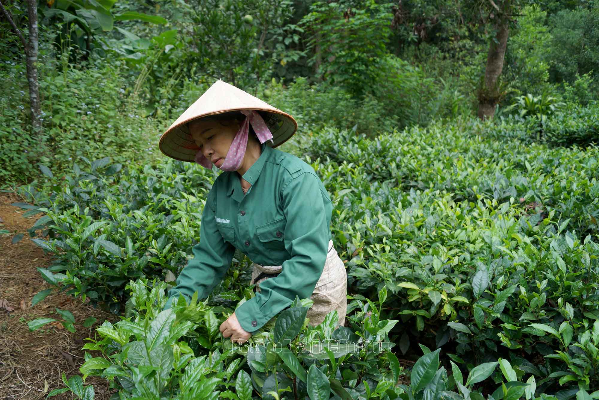 Phát triển kinh tế
