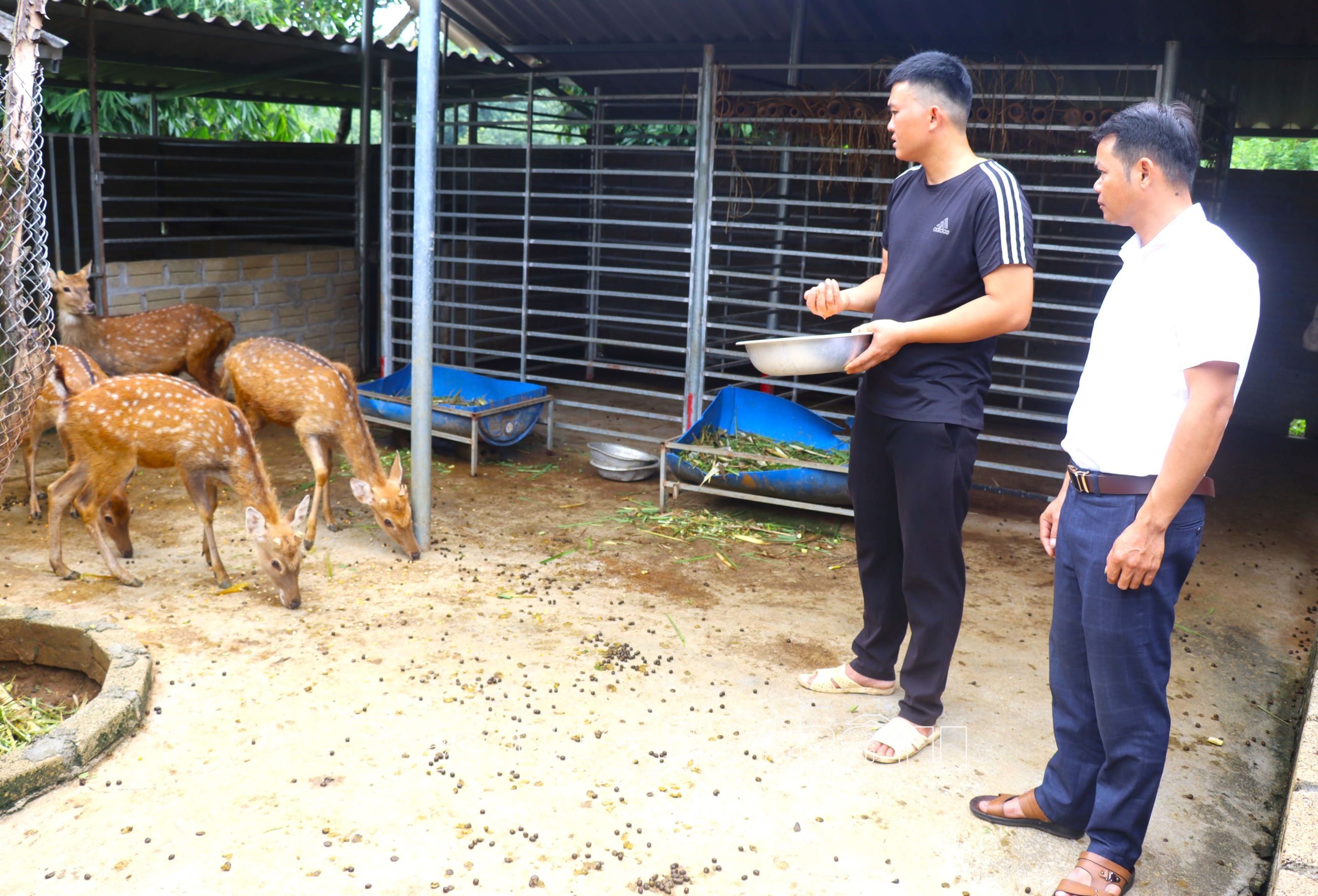 Người dân xã Nậm Tăm (huyện Sìn Hồ) đầu tư phát triển chăn nuôi, tạo việc làm cho bản thân.