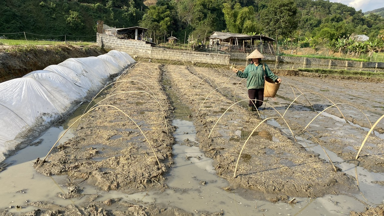 Nông dân xã Khổng Lào tranh thủ nắng ấm gieo mạ chuẩn bị cấy lúa vụ đông xuân. 