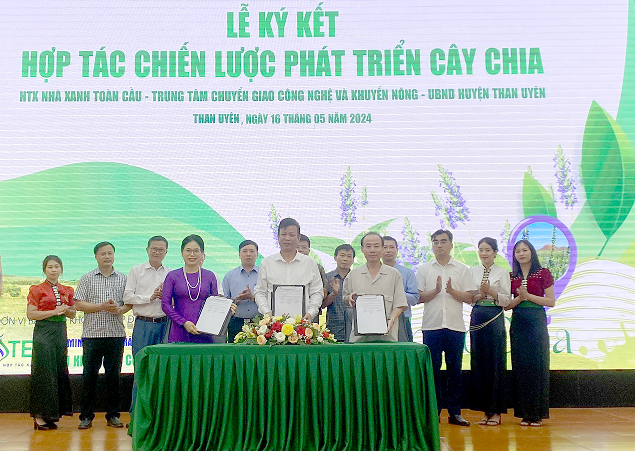 Đại diện lãnh đạo UBND huyện Than Uyên, HTX Nhà xanh toàn cầu, Trung tâm Chuyển giao công nghệ và Khuyến nông ký kết hợp tác chiến lược phát triển cây chia. Đại diện lãnh đạo UBND huyện Than Uyên, HTX Nhà xanh toàn cầu, Trung tâm Chuyển giao công nghệ và Khuyến nông ký kết hợp tác chiến lược phát triển cây chia.