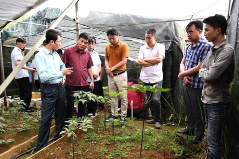 Phó Chủ tịch UBND tỉnh Hà Trọng Hải khảo sát vùng trồng Sâm tại Than Uyên và thăm dự án trồng Sâm tại Mù Cang Chải (Yên Bái)