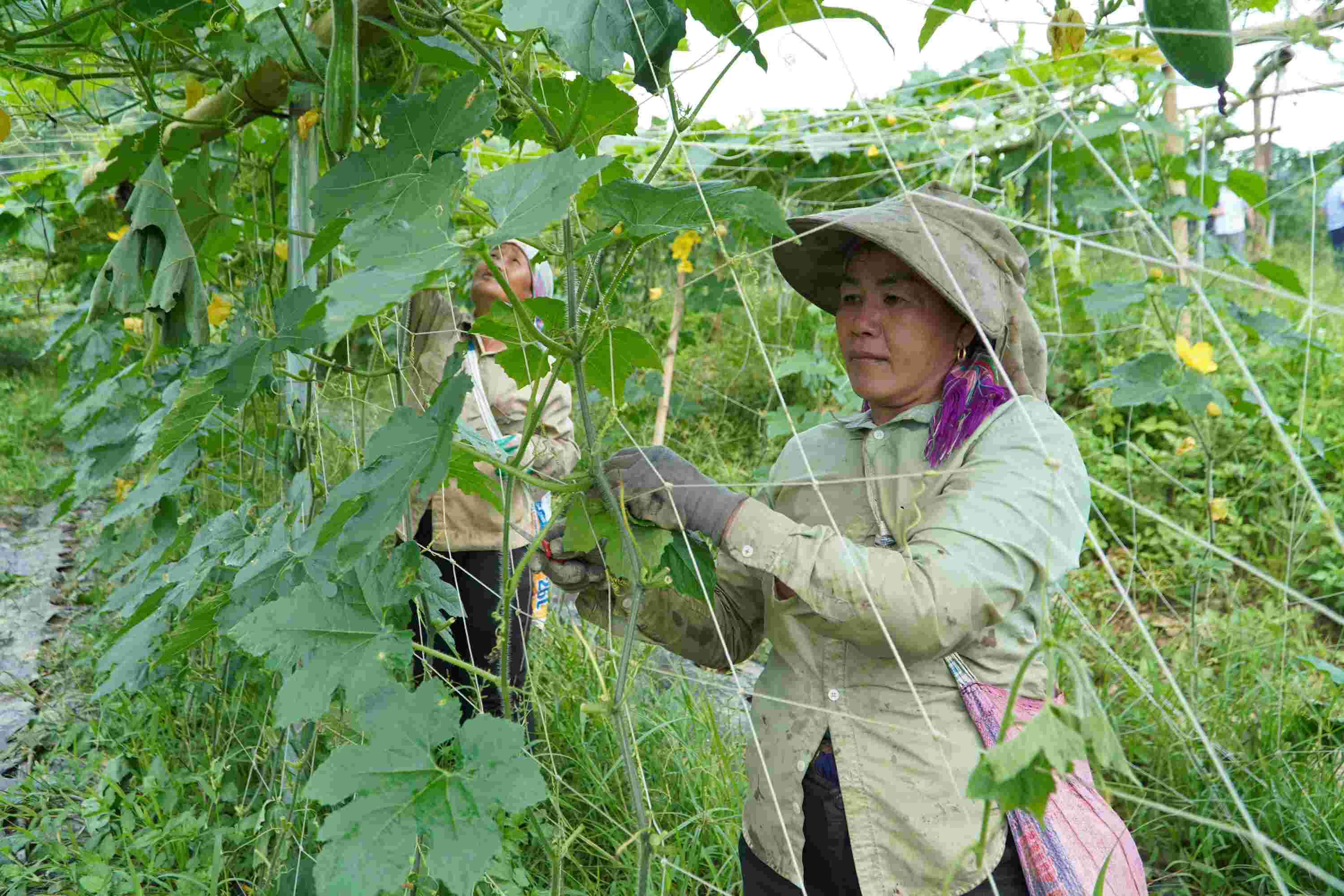 Không chỉ hiệu quả kinh tế, mô hình còn giải quyết việc làm cho nhiều lao động ngay tại địa phương. 