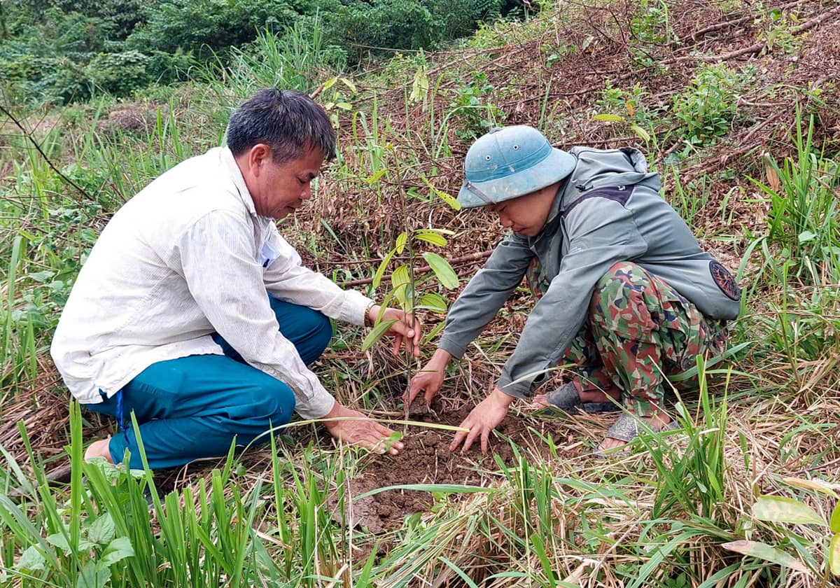 Chủ động thực hiện kế hoạch trồng rừng năm 2024