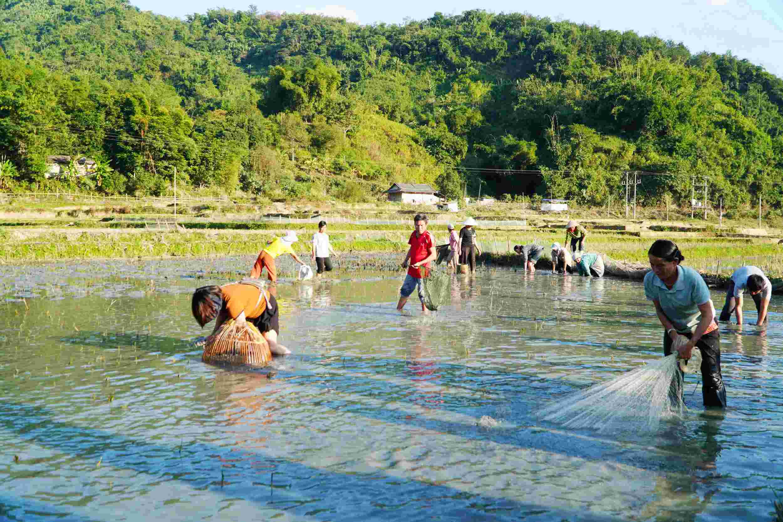 Người dân, lãnh đạo thị trấn Nậm Nhùn và các phòng, ban chuyên môn của huyện tham gia thu hoạch cá cùng người dân.