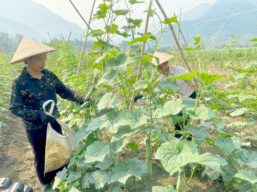 Nhờ được tập huấn các kỹ thuật mới trong trồng trọt, nông dân xã Mường Kim (huyện Than Uyên) áp dụng trồng dưa chuột theo hướng hữu cơ và mang lại hiệu quả cao.