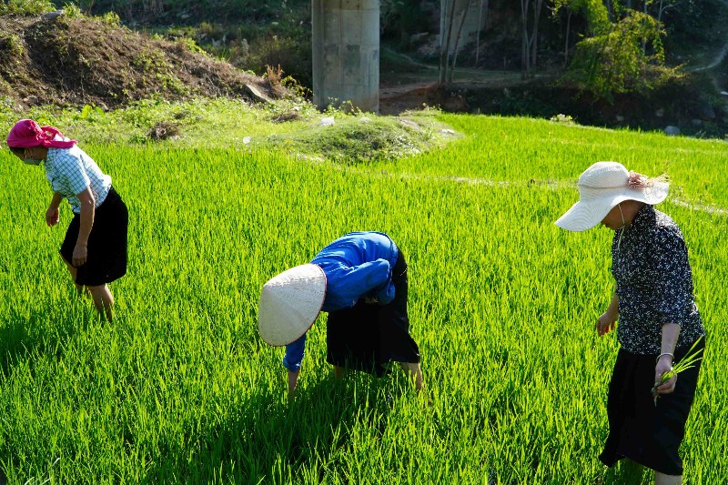 Nậm Hàng tích cực chăm sóc lúa đông xuân
