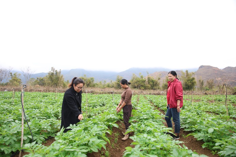 Nông nghiệp Phúc Than nhiều khởi sắc