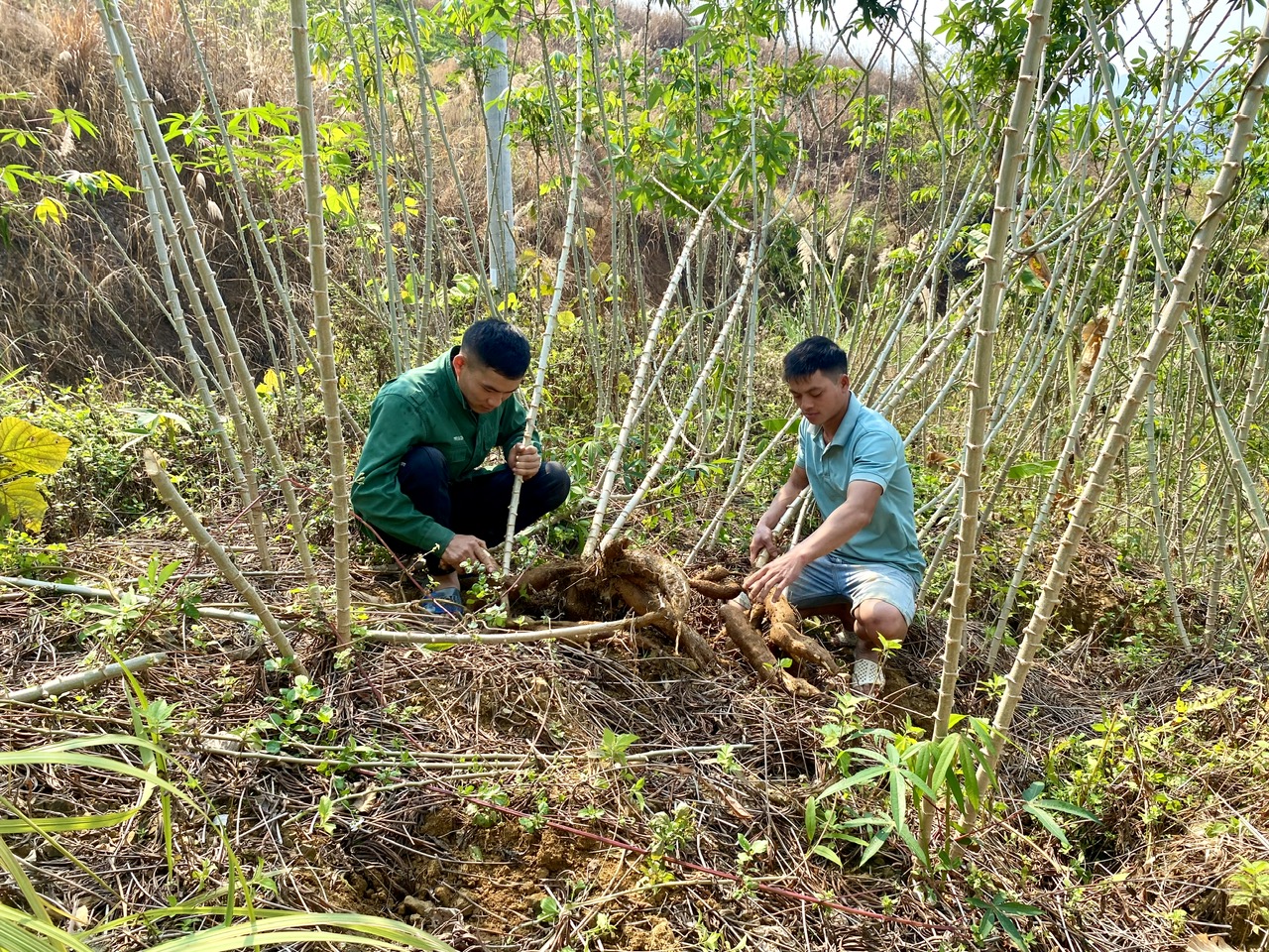 Giá sắn thấp nhiều hộ dân ở bản Séo Lẻn (xã Hoang Thèn) quyết định không bán sắn mà chỉ nhổ về cho lợn, gà ăn.