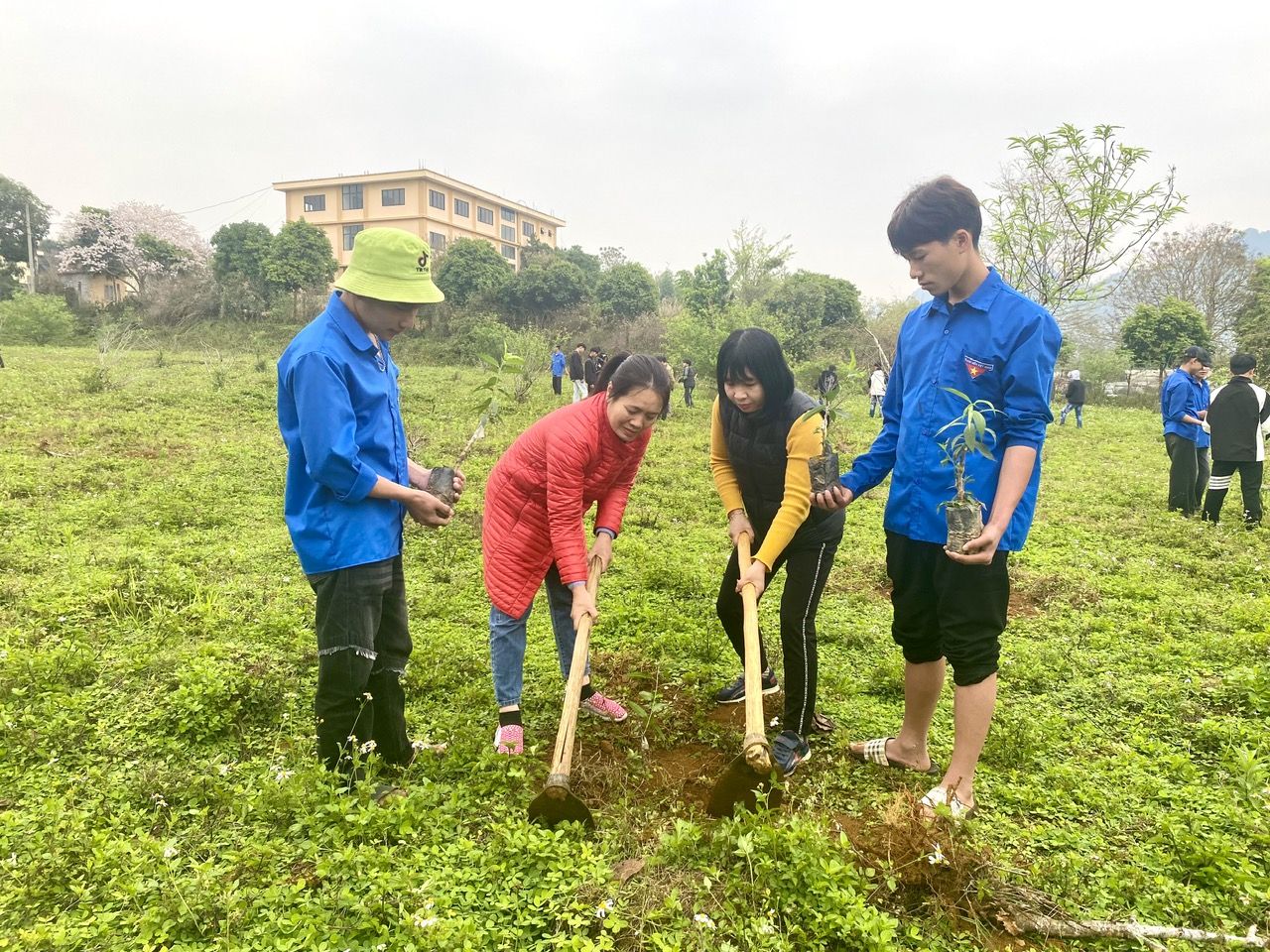 250 cây đào được trồng trong khuôn viên nhà trường.