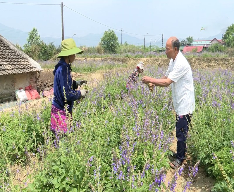 Tập trung phát triển kinh tế, tạo việc làm cho người dân