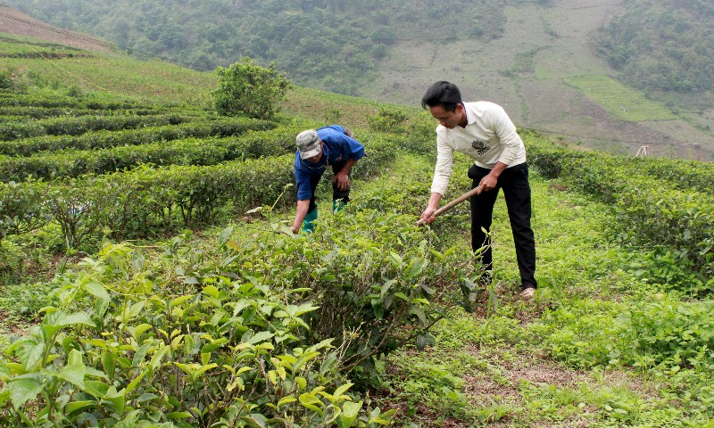 Trồng chè theo hướng hữu cơ