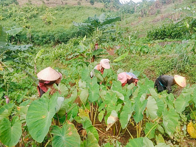Tích cực chuyển dịch cơ cấu kinh tế, nâng cao thu nhập cho nhân dân vùng đồng bào dân tộc thiểu số