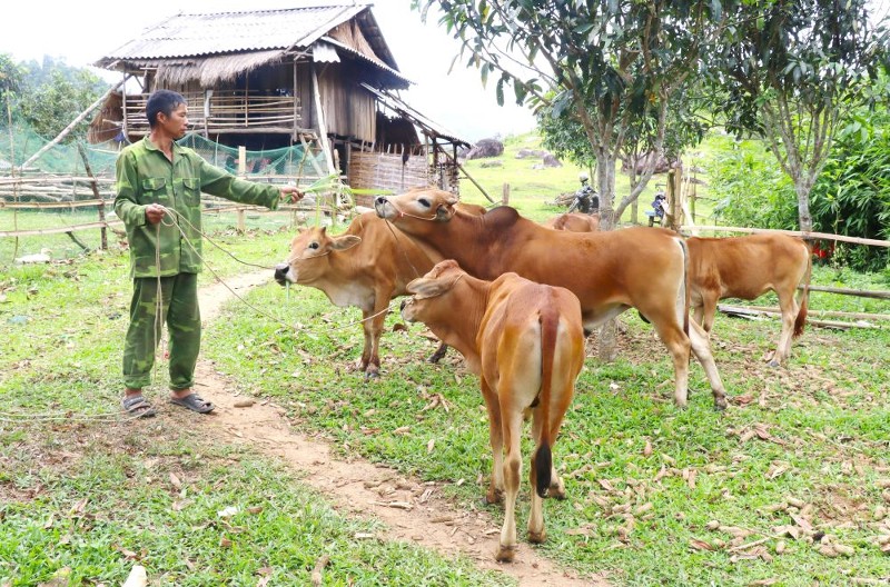 Nâng cao thu nhập cho người dân từ chăn nuôi
