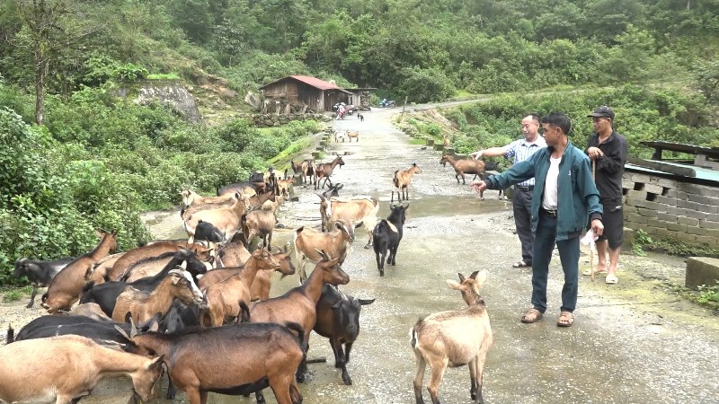 Tăng thu nhập từ nuôi dê