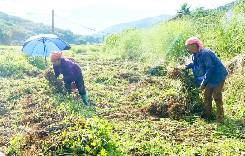 Khổng Lào hình thành vùng trồng lạc
