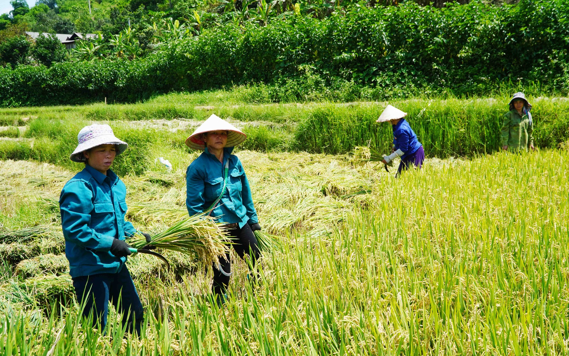 Người dân bản Nậm Nhùn, thị trấn Nậm Nhùn tích cực thu hoạch lúa Đông Xuân 2024 – 2025.