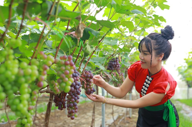 Phát triển sản xuất nông sản hàng hoá gắn với tiêu thụ sản phẩm