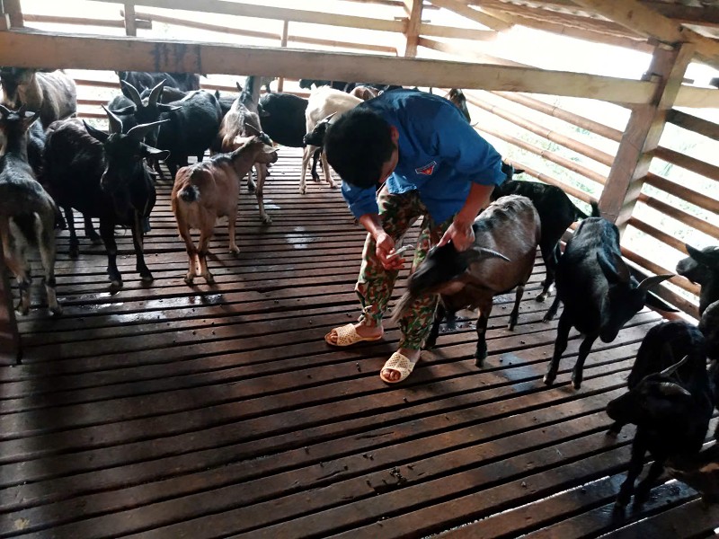 Phát triển chăn nuôi theo hướng thương phẩm