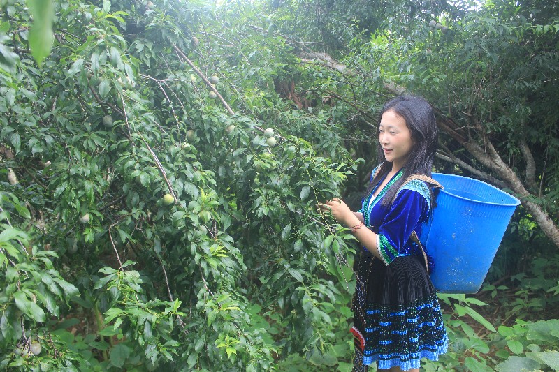 Trái cây dân dã vào mùa