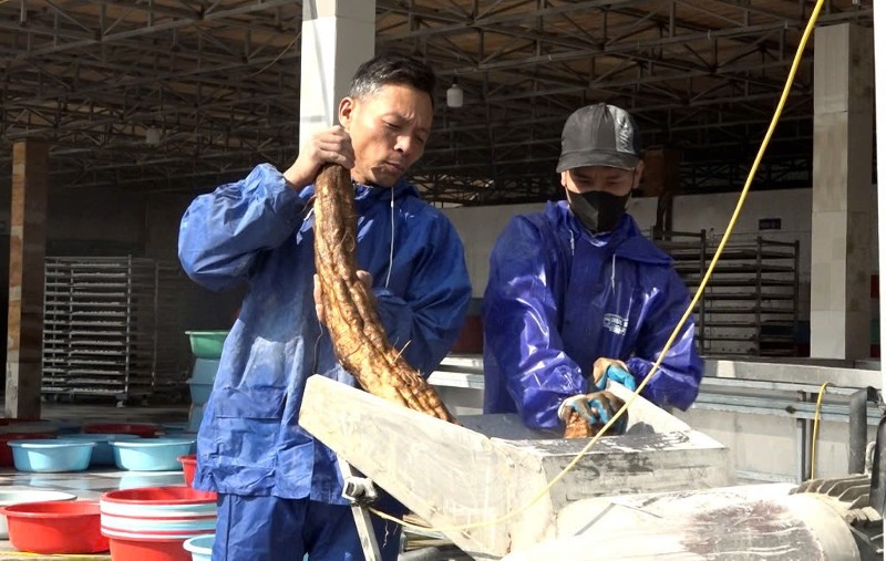 Phát triển vùng nguyên liệu sắn dây