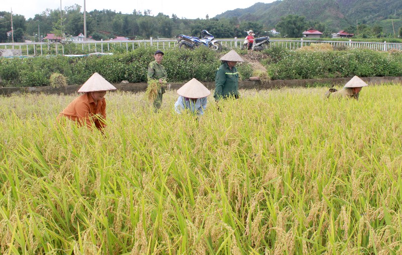Khẩn trương thu hoạch lúa đông xuân